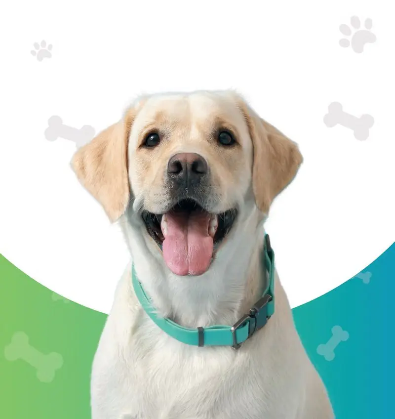 Perrito con collar