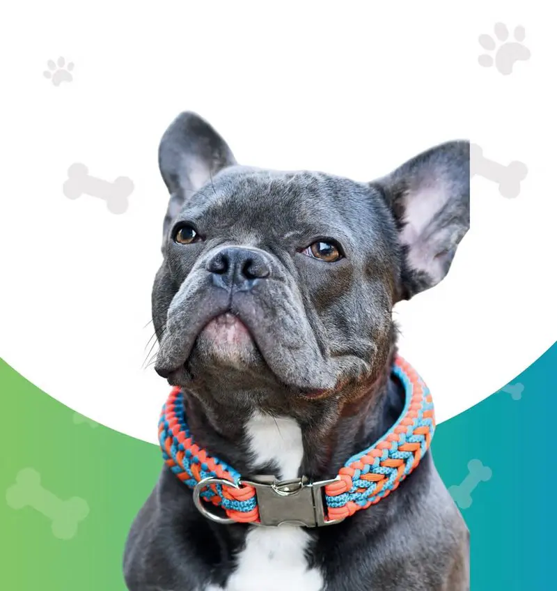 Perrito con accesorios