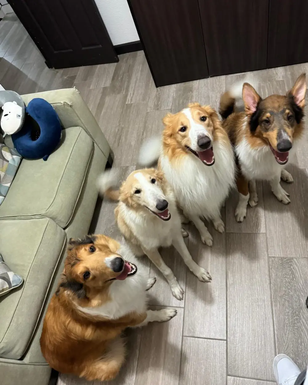 Luna, Polo, Mollie y Flappy