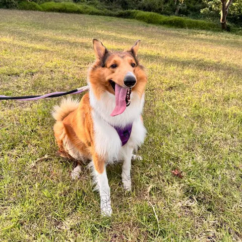 Perro collie sentado en el pasto con su pechera