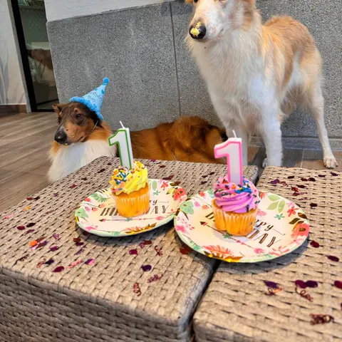 Perros celebrando con pastelitos de cumpleaños
